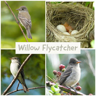 Willow Flycatcher